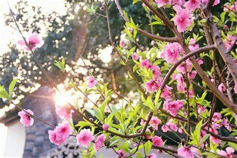 臥室桃花位|招桃花运的方法之：卧室旺桃花风水